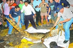 Tigres, Tiburones y Cocodrilos...Que  Pais!!!!