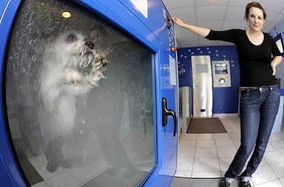 Aguanta, Aguanta, Aguanta!!!...Lavadora de Perros??