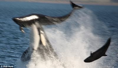 Por eso le dicen ballena asesina!!