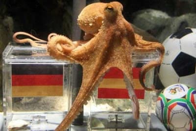 Lo del pulpo Paul no es magia: la estadística detrás de las predicciones