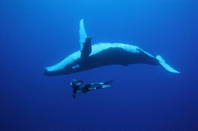 Un post de ballenas.