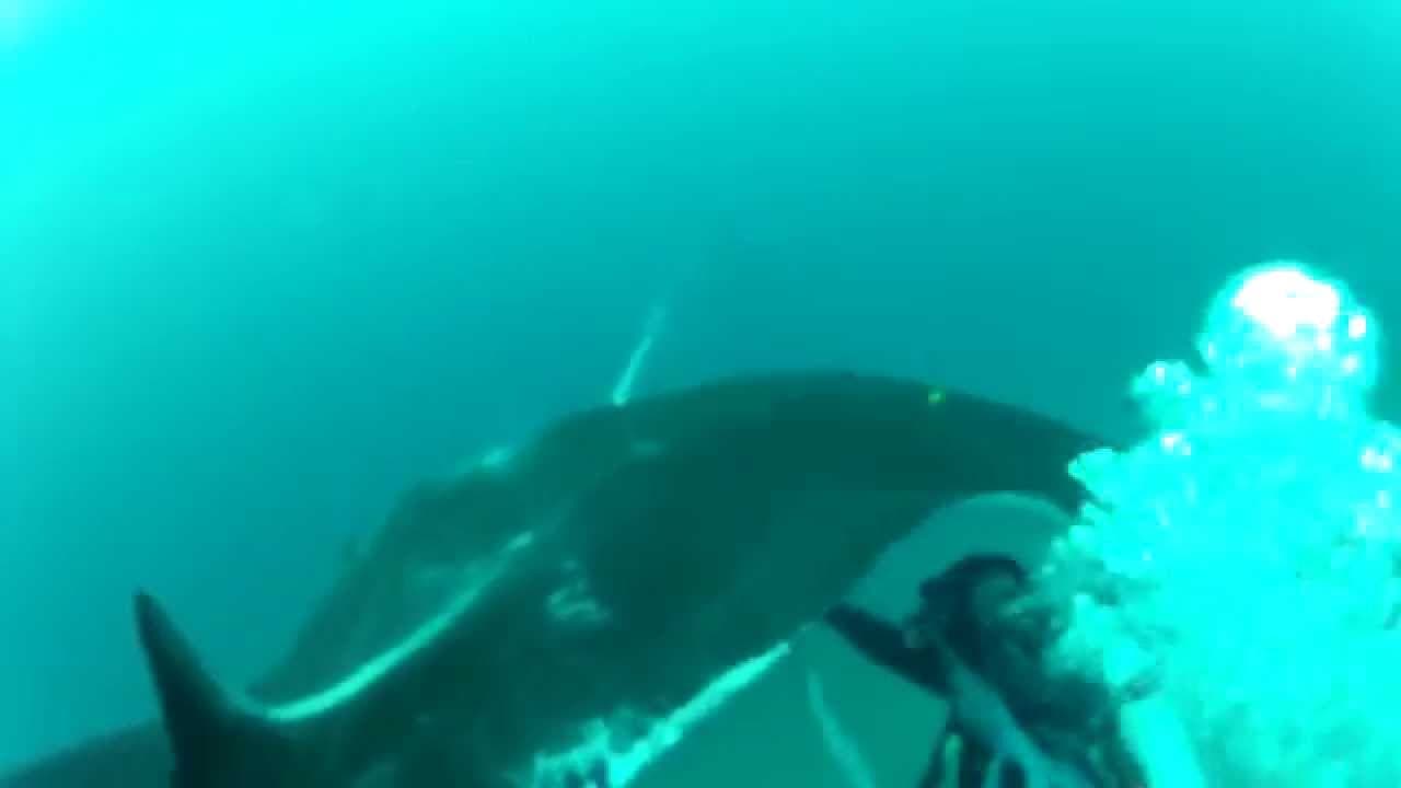 Buzo ecuatoriano y su noble labor con mantarraya en Isla de la Plata