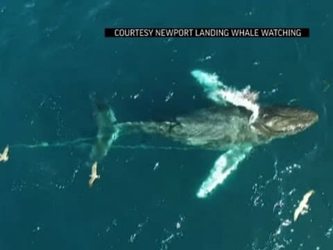 Ballena jorobada lucha por liberarse de linea de pesca