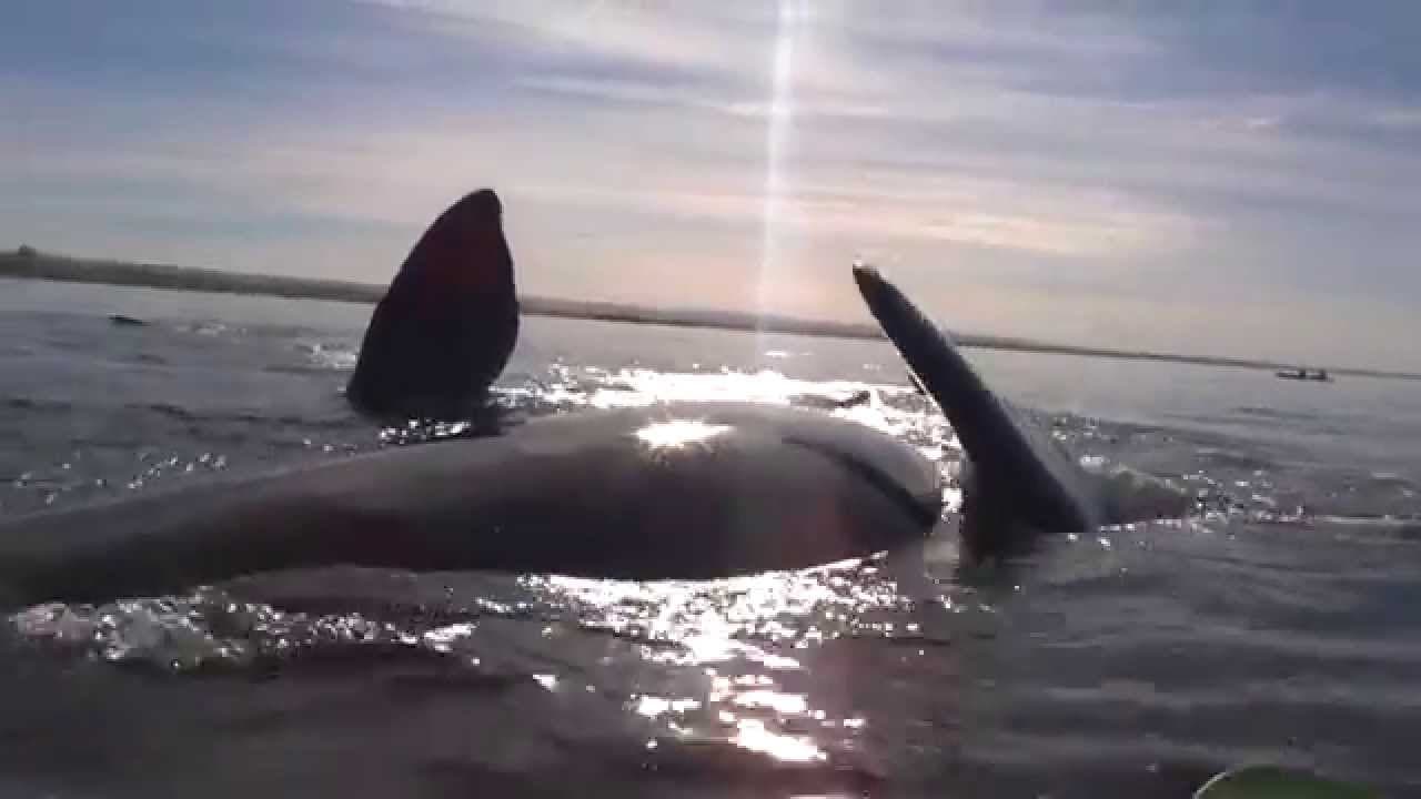 Embancado en la ballena