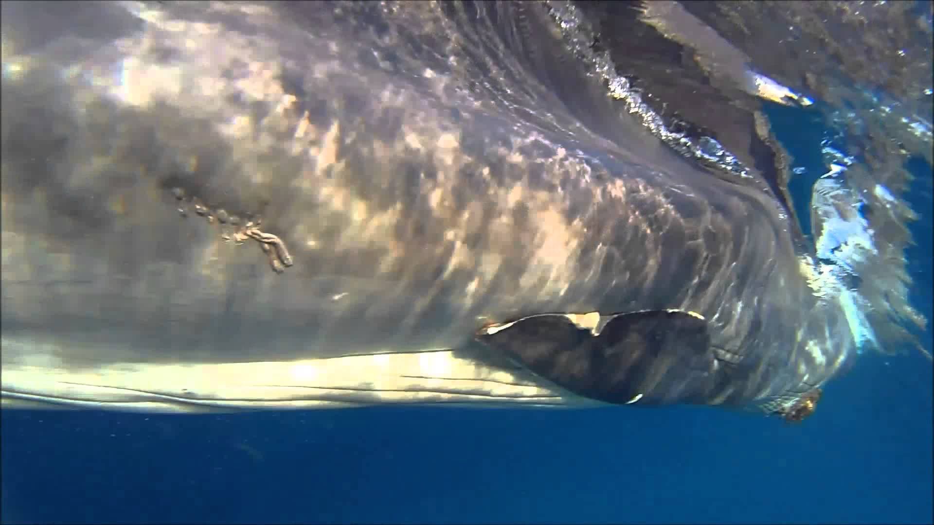 La colosal labor de estas personas para liberar las redes de la Ballena