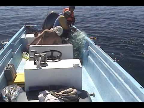 Me van a decir que la ballena no estaba agradecida!!!